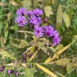 Vernonia noveboracensis Flower