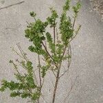 Prostanthera cuneata Yaprak