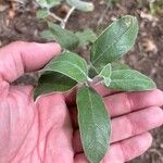 Salvia discolor Hostoa