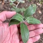 Salvia discolor Feuille