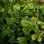 Selaginella kraussiana Levél