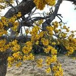 Sophora denudata Flor