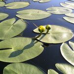 Nuphar pumila अन्य