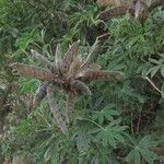 Lupinus arboreus Fruit