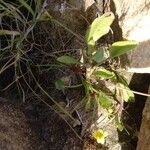 Ranunculus ophioglossifolius Floro