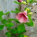 Allamanda blanchetii花