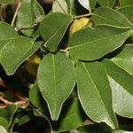 Leptolobium panamense Leaf