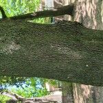 Quercus ilex 树皮