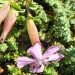 Saponaria sicula Floare