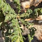 Boswellia sacra Leaf