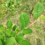 Aronia arbutifolia Leaf