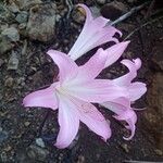 Amaryllis belladonnaFlower