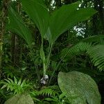 Asplundia insignis Hoja