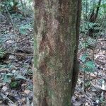 Pouteria grandis Bark