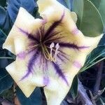 Solandra maxima Floro