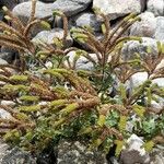 Phacelia artemisioides Plante entière