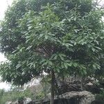 Litsea glutinosa عادت داشتن