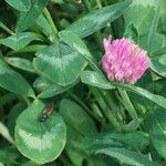 Trifolium pratense Flor
