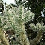 Cylindropuntia imbricata Blatt