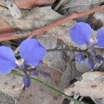 Commelina cyanea Flor