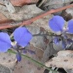 Commelina cyanea