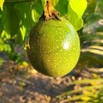 Passiflora edulis Fruit