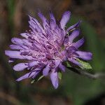 Knautia collina Blomma