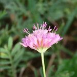 Scabiosa atropurpurea Λουλούδι