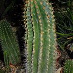 Leucostele terscheckii Celota