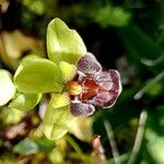Ophrys bombyliflora Cvet