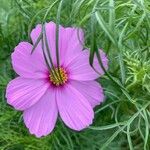 Cosmos caudatusKvet