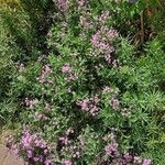 Saponaria ocymoides عادت داشتن