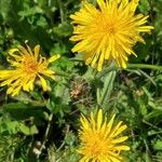 Crepis conyzifolia Flor