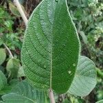 Heliotropium verdcourtii Leaf