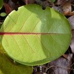 Phyllanthus macrochorion Leaf
