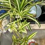 Chlorophytum comosumBlad