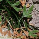 Asplenium seelosii Blad