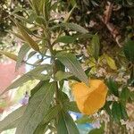 Oenothera glazioviana Çiçek