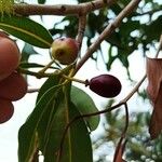 Syzygium cumini Fruit