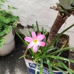 Zephyranthes rosea Flower