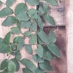 Ficus repens Lehti