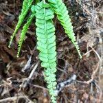 Lindsaea stricta Blad