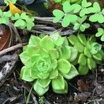 Aeonium nobile 葉