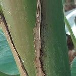 Musa velutina Casca