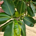 Calophyllum inophyllum Leaf