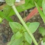 Lysimachia arvensis Rinde