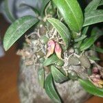 Bulbophyllum japonicum ফুল