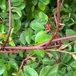 Rosa palustris Bark