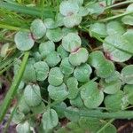 Impatiens glandulifera पत्ता