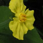 Saruma henryi Flower